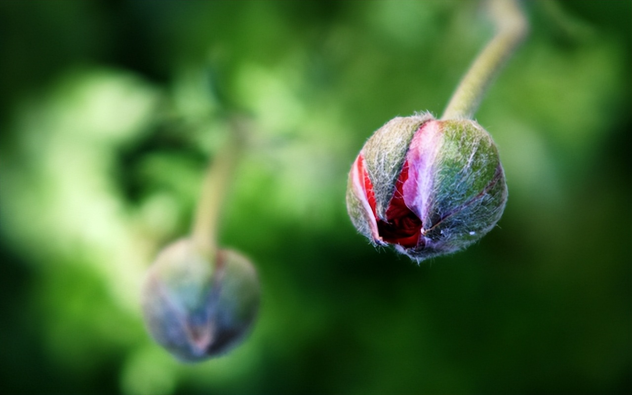 愿春暖花开温情如故,当春暖花开一切都会安好
