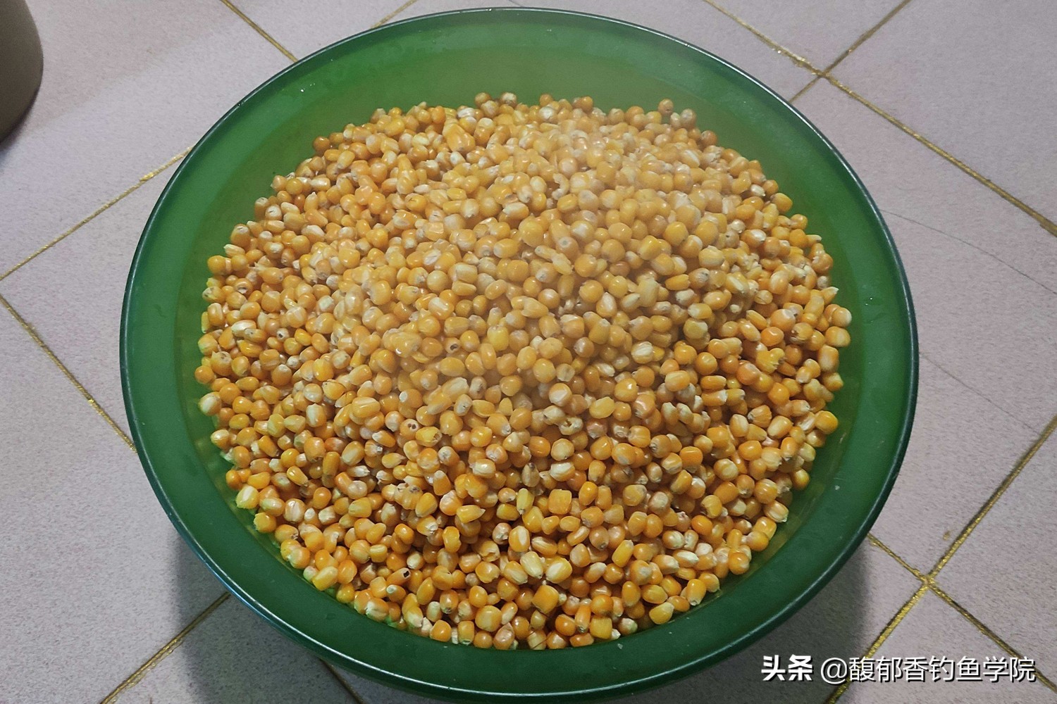 发酵饵钓鲫鱼,为啥大鱼喜欢吃玉米