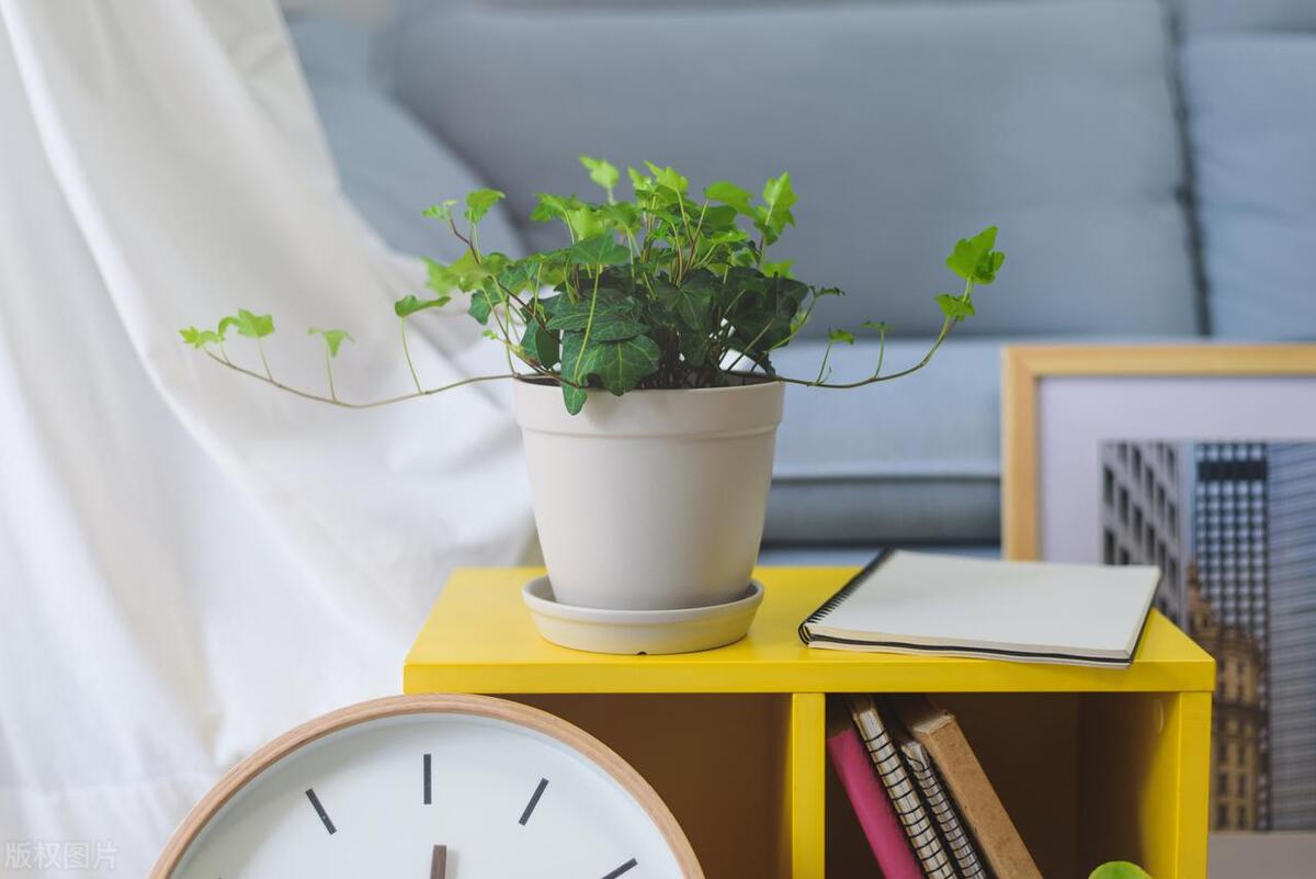 屋内绿植风水布局图解说明,办公室风水布局图绿植