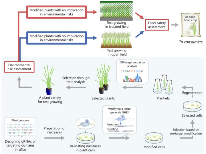 5g研发的过程,5g种植