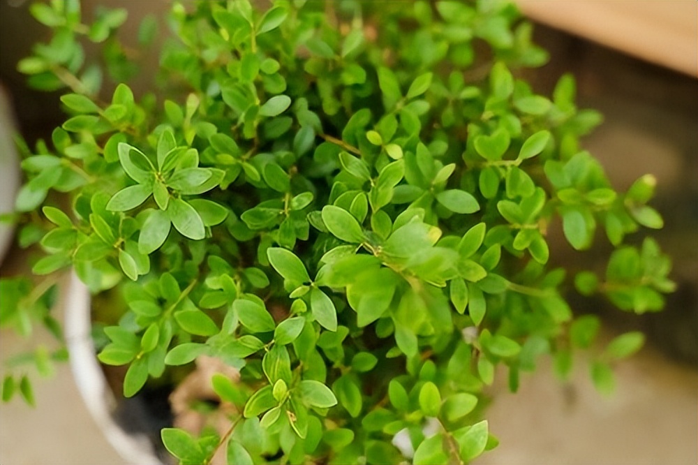 盆栽叶子发黄怎么解决,小盆栽叶子发黄处理方法