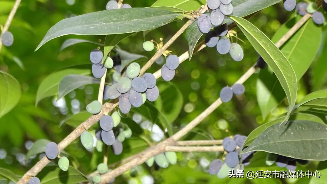 陕西宾馆迎来最佳观花赏景季节,陕西宾馆内景色