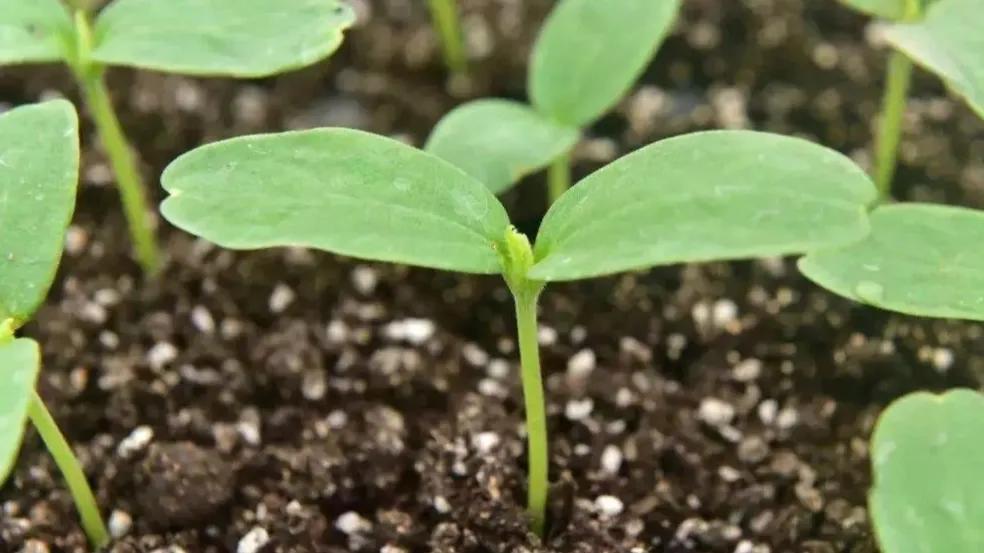 香瓜种植基地,香瓜立体种植