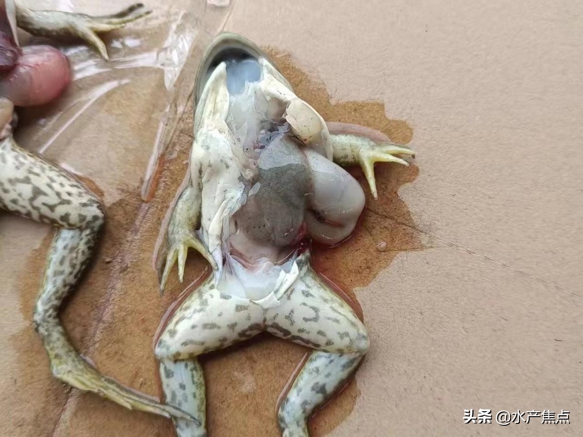 牛蛙肠胃炎的治疗方案,牛蛙急性肠胃炎