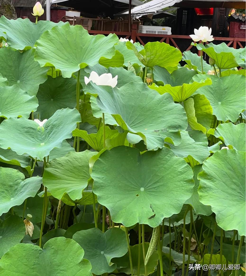 夏日荷花别样美,夏至赏荷映日荷花别样红