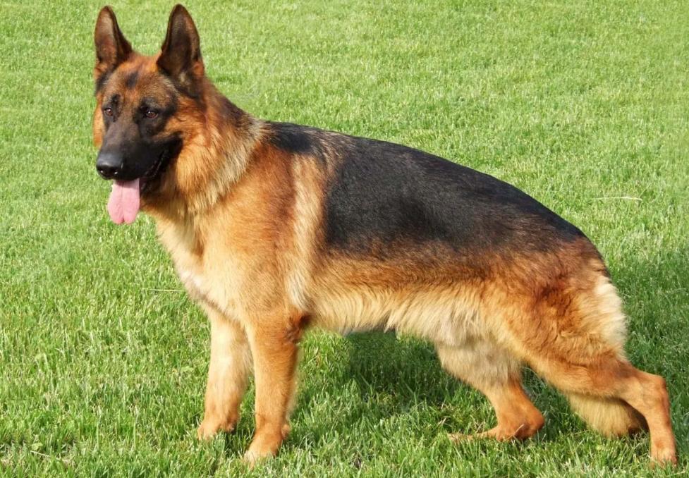 告诉狗狗秘密,告诉你一个秘密养猫就要养暹罗猫