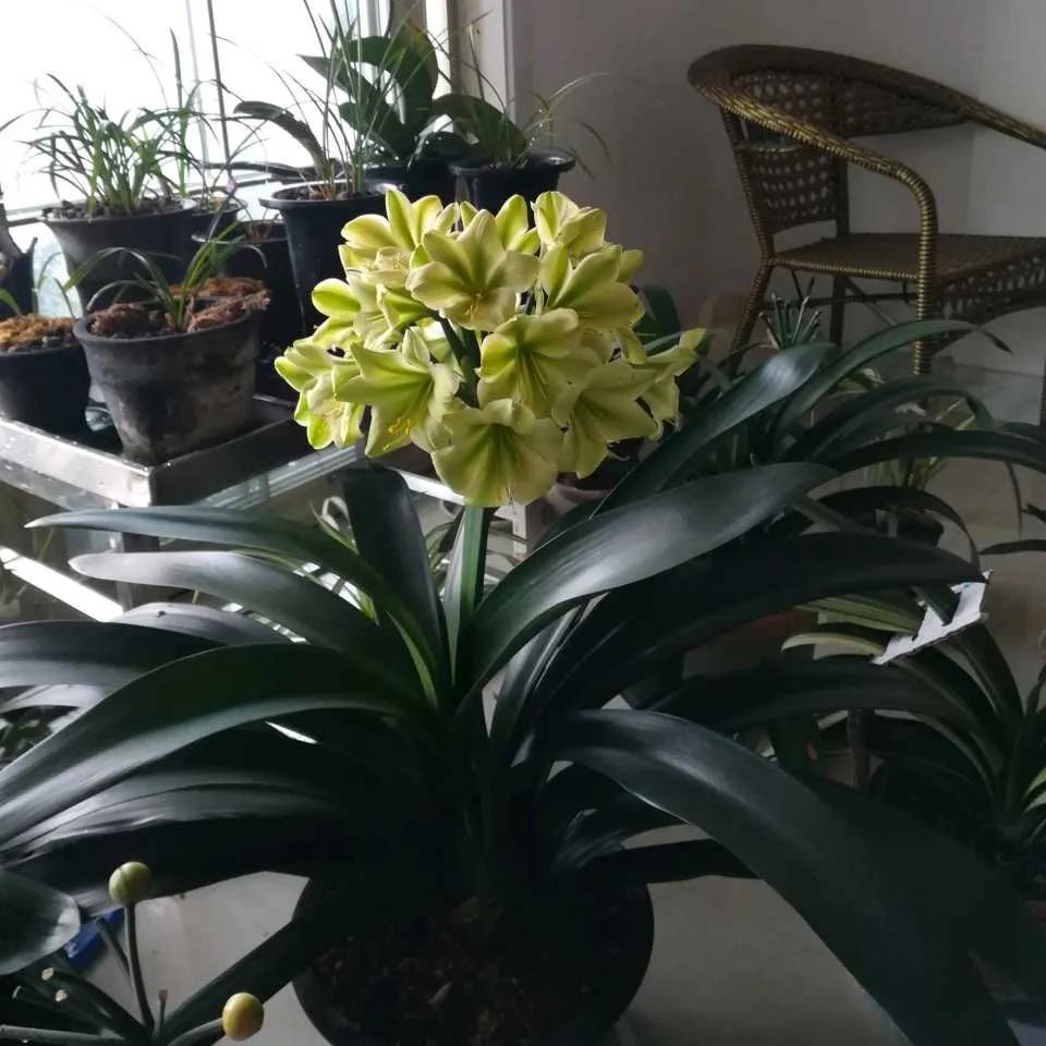 养花5个坏习惯你中了几条,养花黄叶变绿最快方法