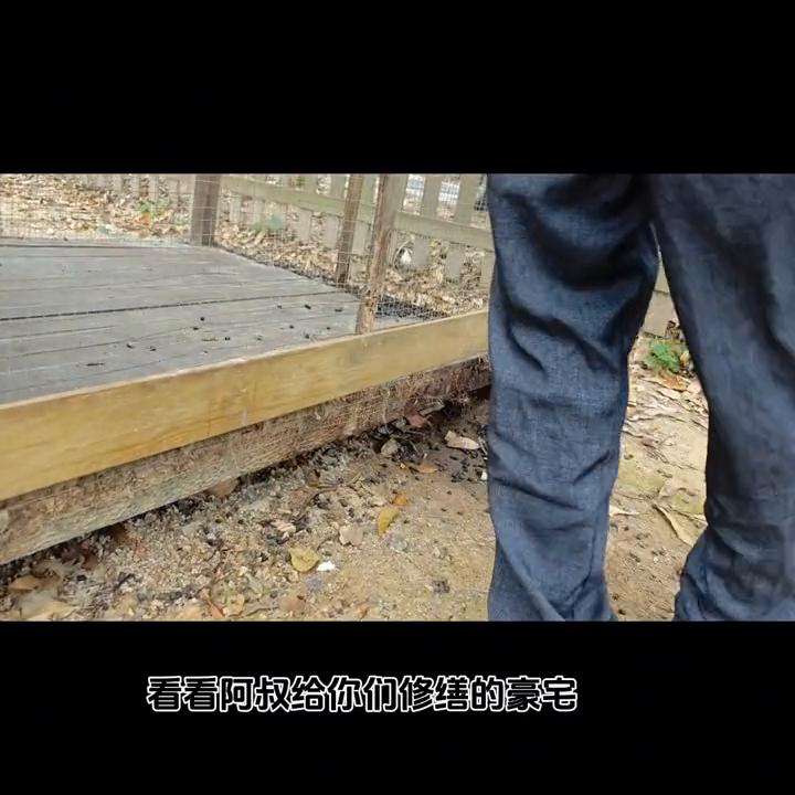 抓兔子的好办法,户外抓兔子经验