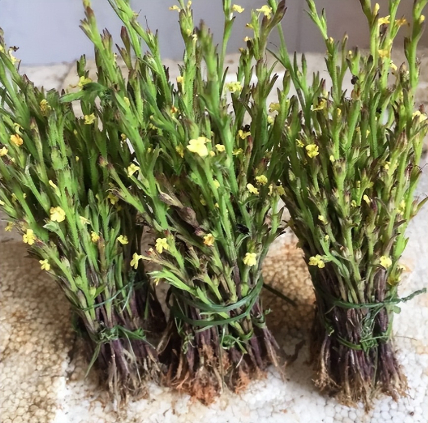 过去农村娃常挖来卖钱的6种植物，零花钱全靠它们，你认识几种