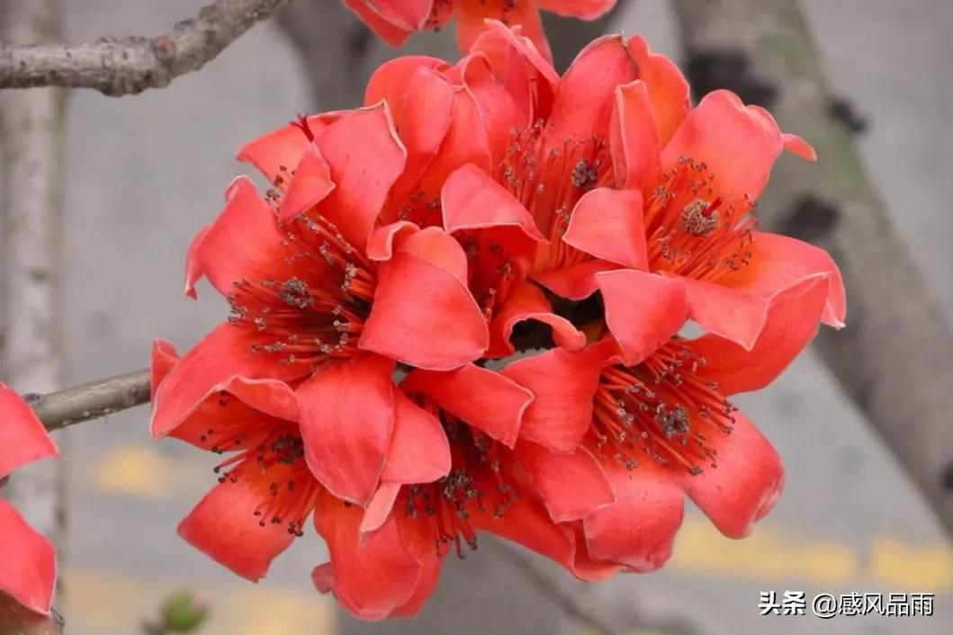 九十九朵美丽的国花送给你