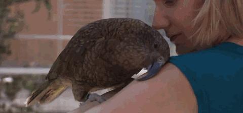 啄羊鹦鹉为什么不讨人喜欢,啄羊鹦鹉简介