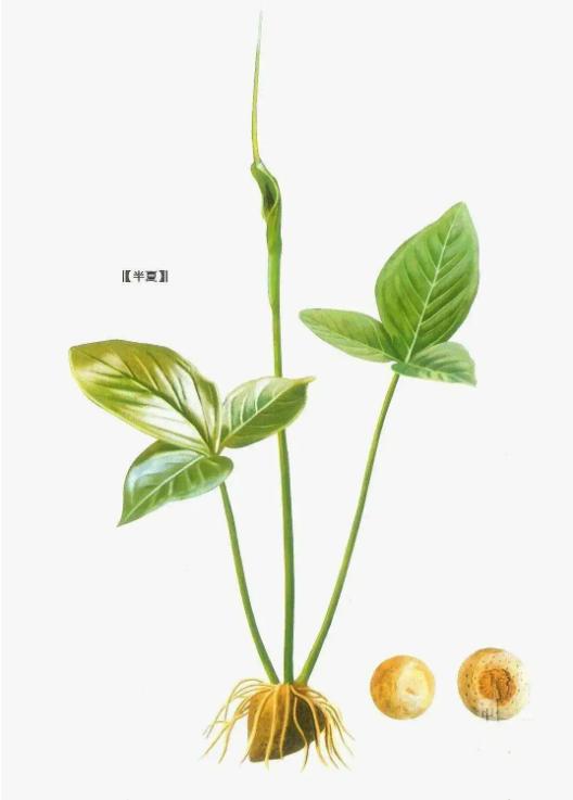 蛇最怕的是雄黄还是牛黄,蛇怕雄黄什么原因