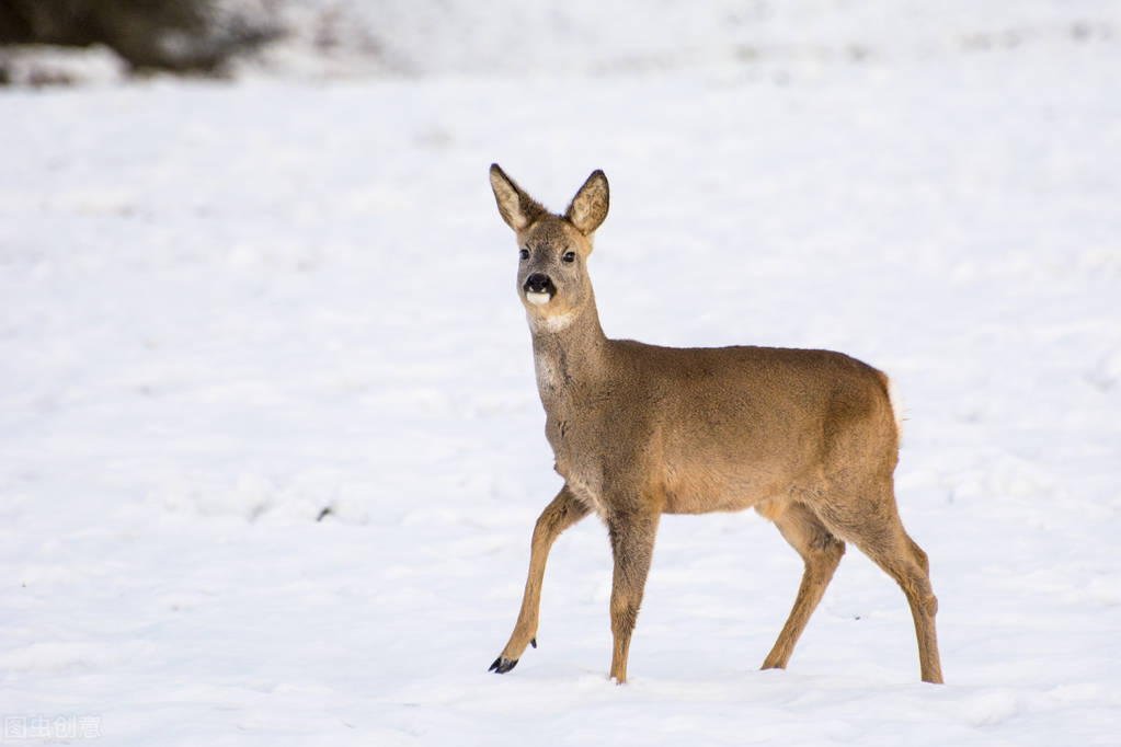 严冬里的猎人——（七）雪地猎杀