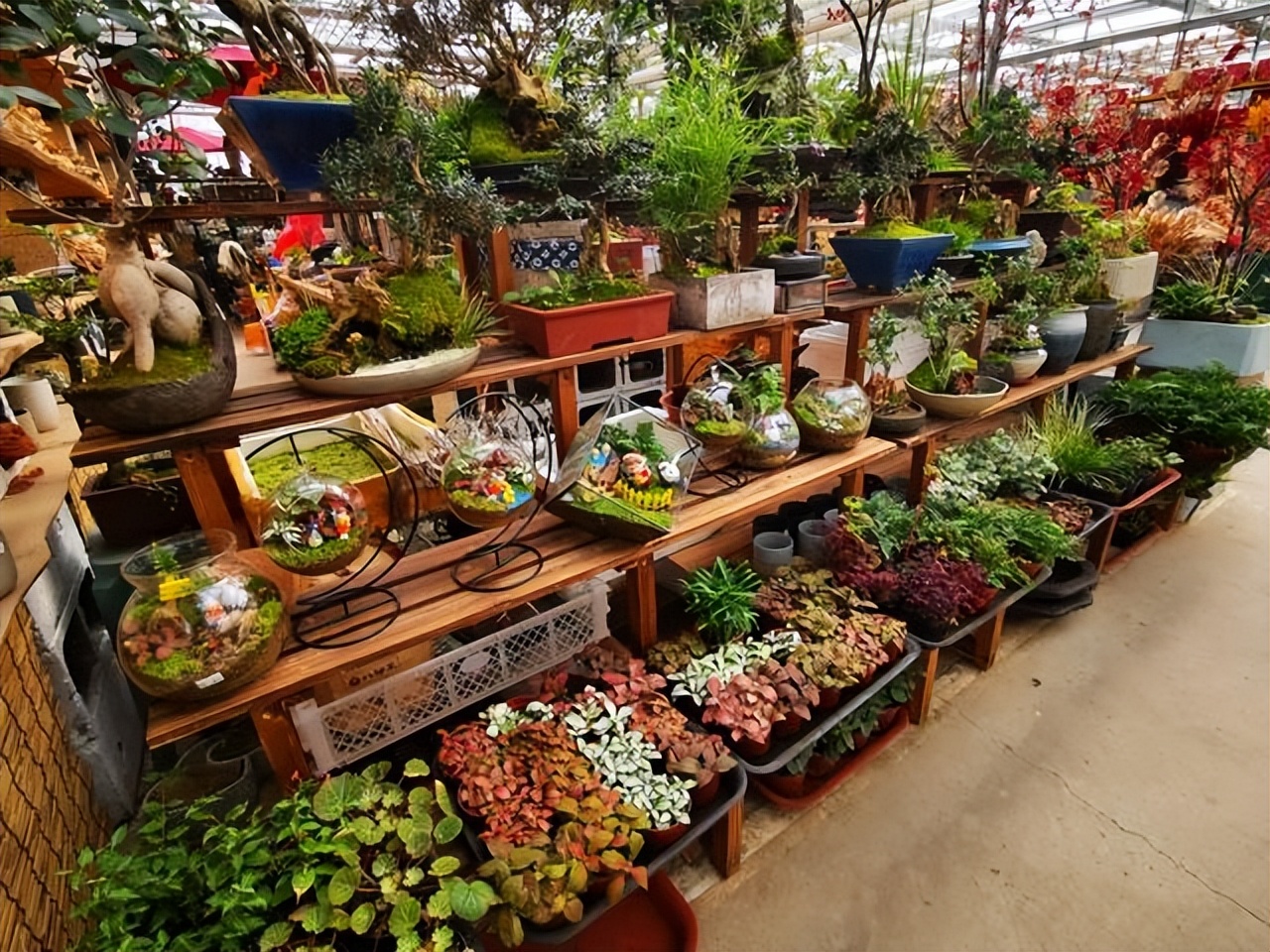 老年人就喜欢花花草草,老年花花草草