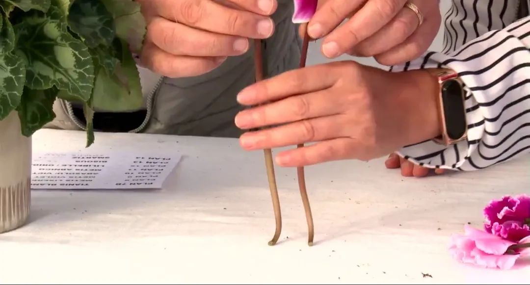 娉曞浗鑾幈灏斾粰瀹㈡潵鍝佺,鑾幈灏斾粰瀹㈡潵