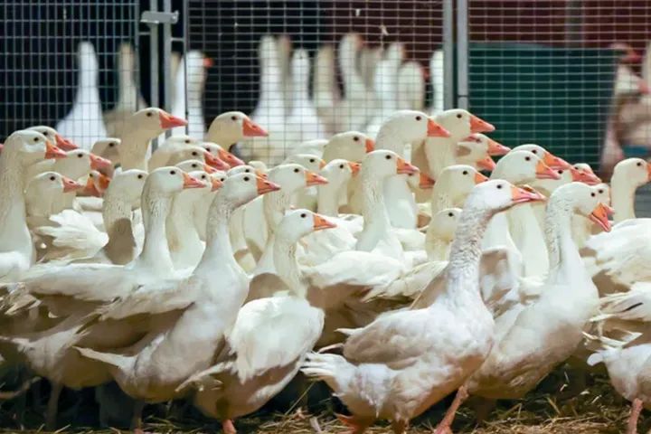 明星羽绒服带货翻车,羽绒服质量超好的衣服测评