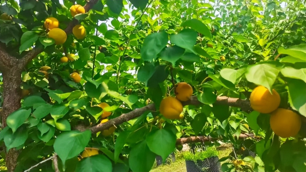 “喜我菜甲长”，住在这里，苏轼都羡慕