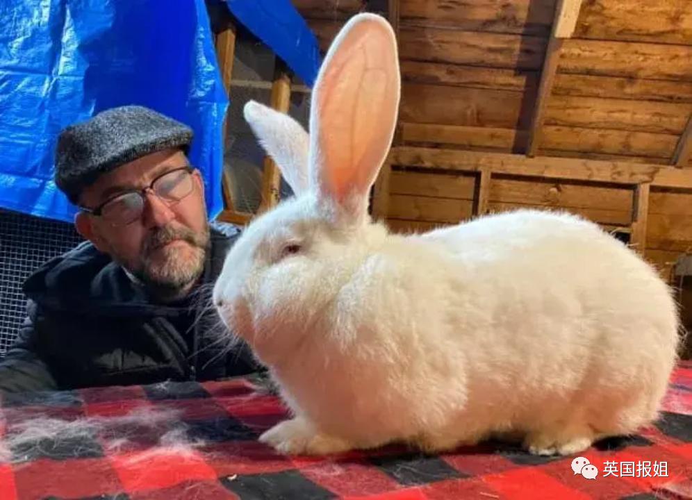 你知道世界上最大的兔子有多大吗,世界上最大的兔子吉尼斯纪录