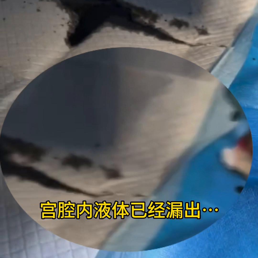 狗狗难产死掉了,狗狗难产一般多久就得去医院