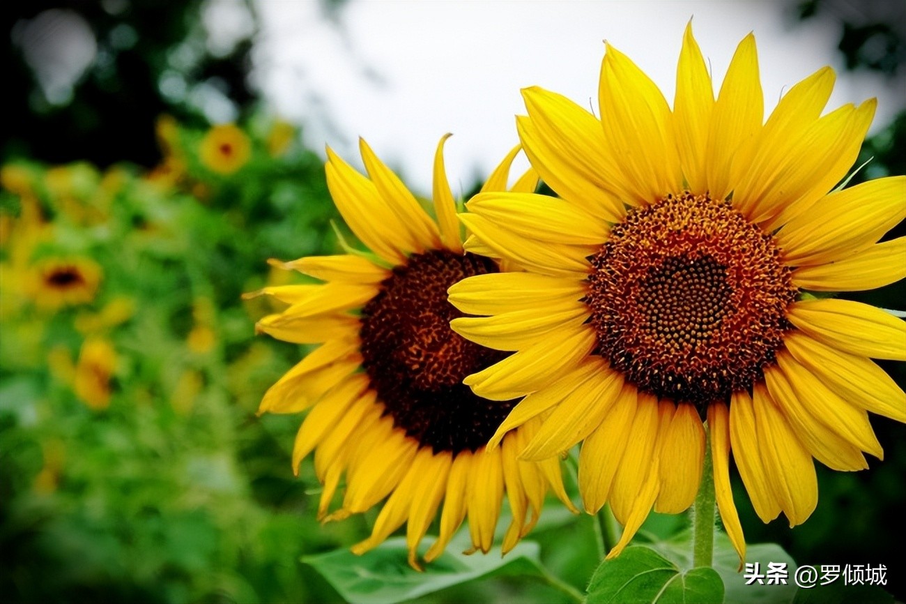 许三观卖血记卖一次血挣多少,许三观卖血记小说在线阅读