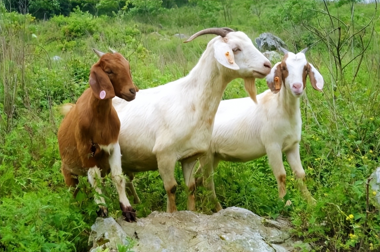 羊流口水是什么病？羊流口水怎么治疗？羊流口水是什么原因引起的