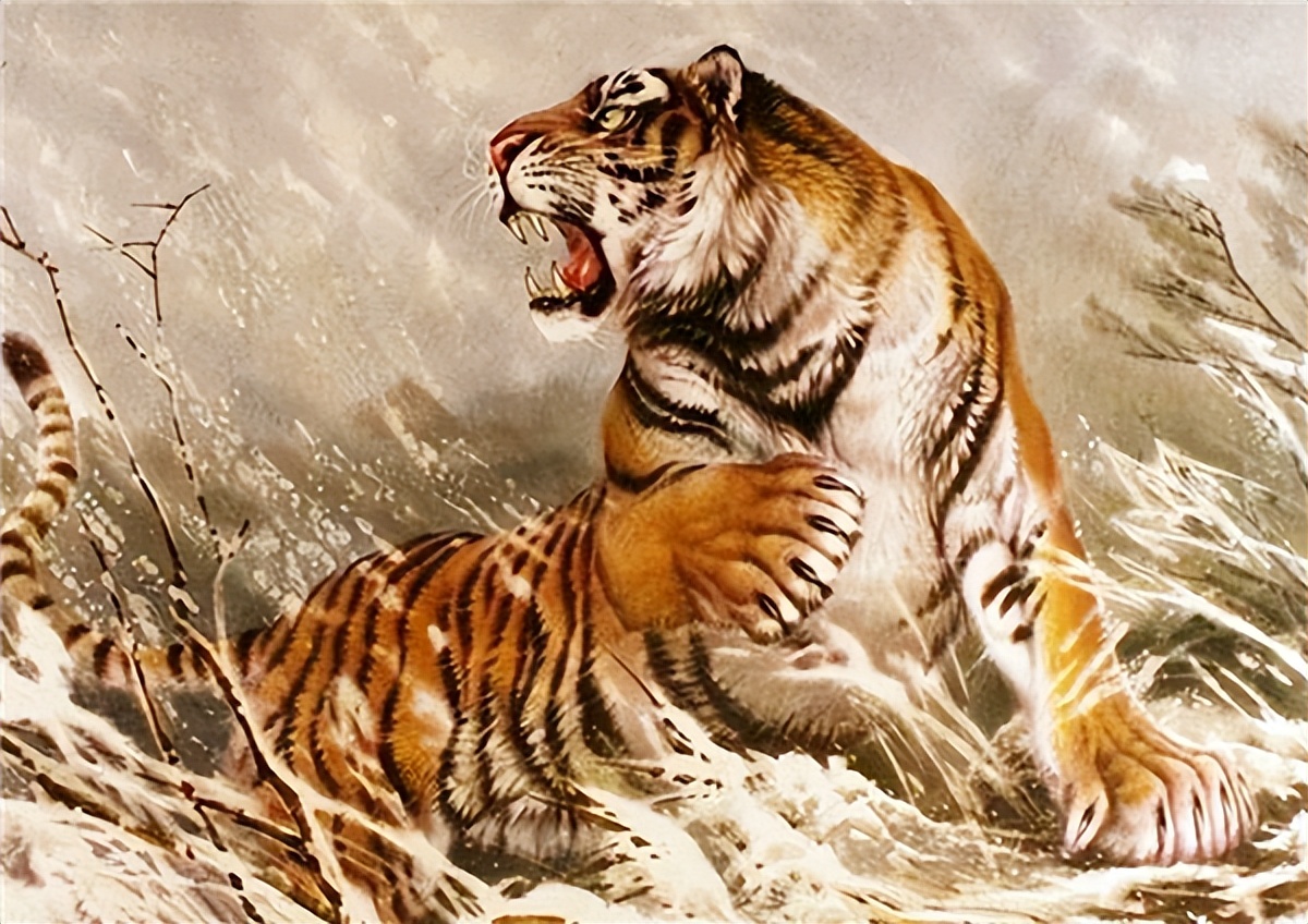 老虎吃过人后真的会被杀掉吗,吃过人的老虎到底有多可怕