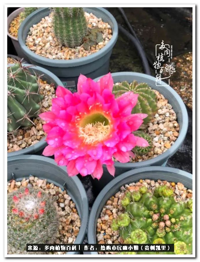 养多肉是件很幸福的事,养多肉养出好心情来