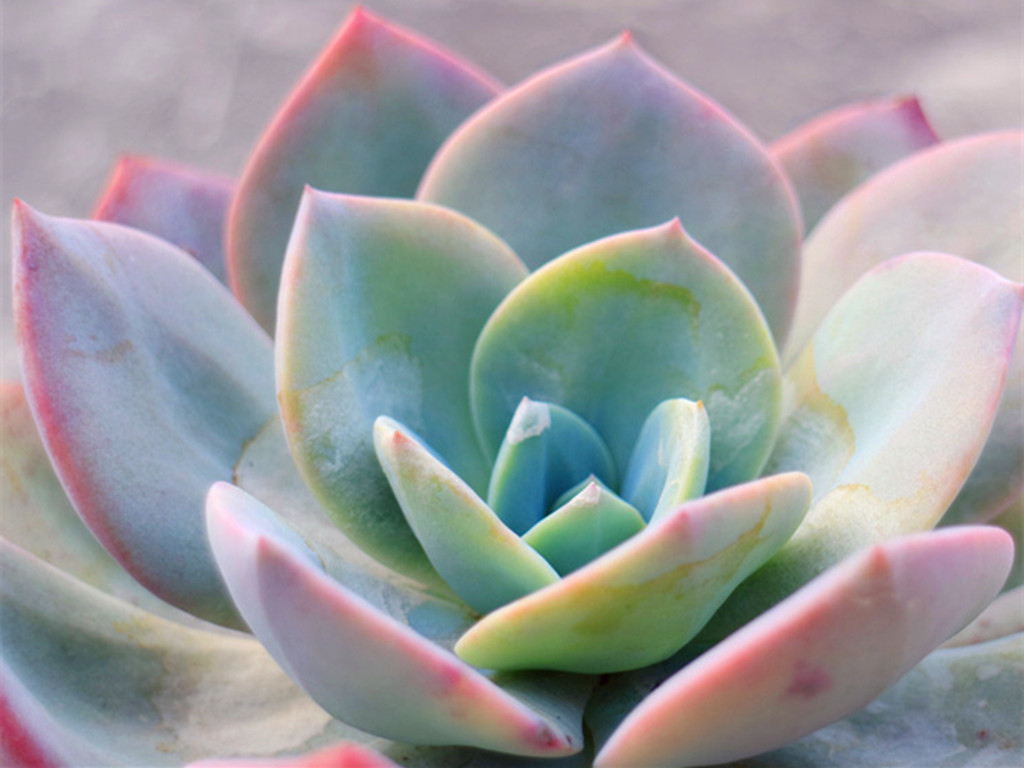 多肉“雪莲老祖”和它的孩儿们，经过基因改良，孩儿们更好养