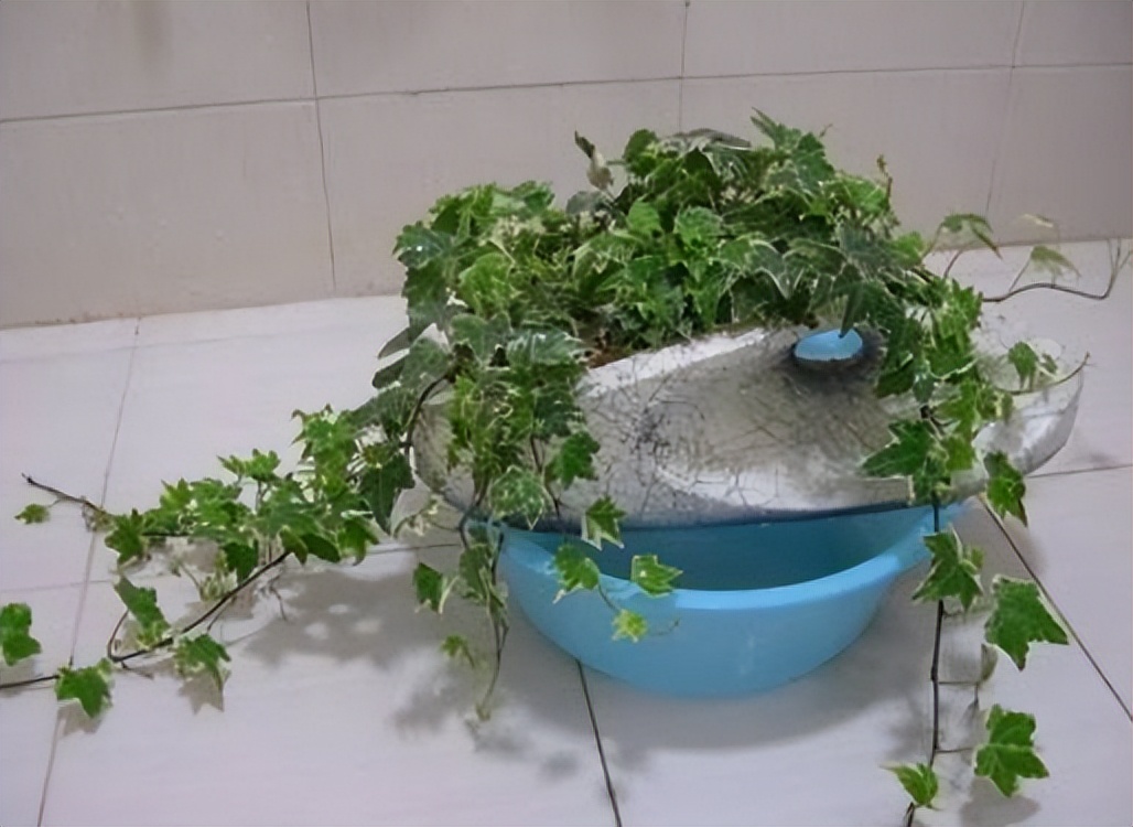 适合家养吸甲醛的绿植,适合家庭种植的除甲醛植物