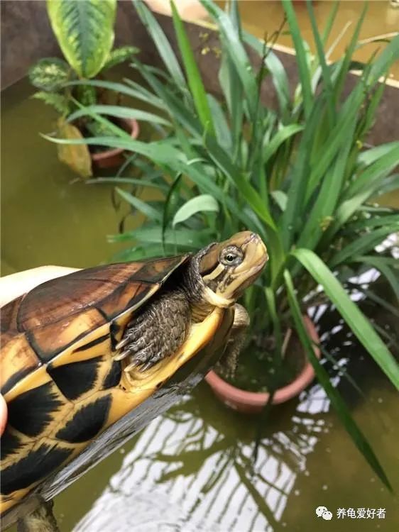 最畅销的龟排行榜,十大最不值得养的龟排名
