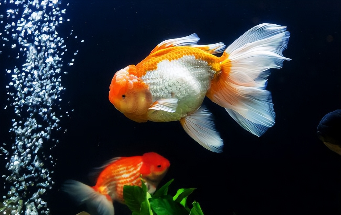 金鱼用什么水养最好,刚买来的金鱼用什么水养最合适