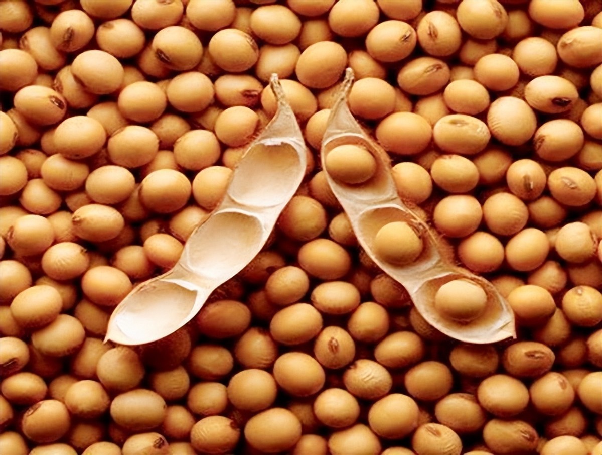 巴西对中国出口大豆问题,巴西大豆对中国出口新政策