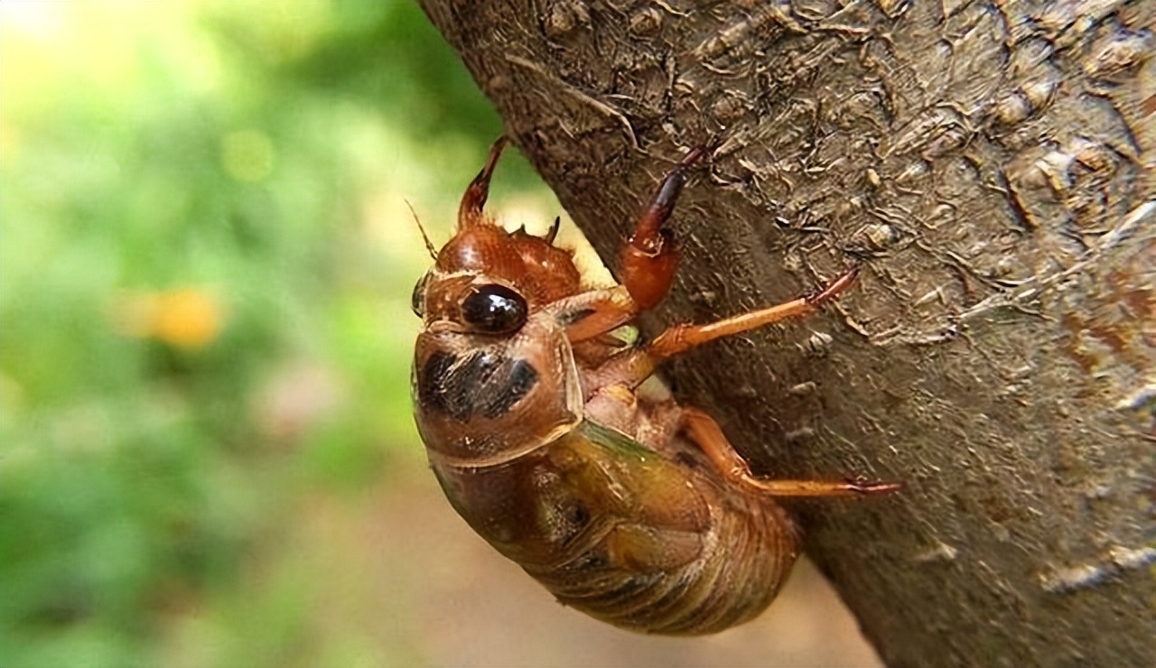 吃知了猴有啥禁忌,烤知了猴的危害