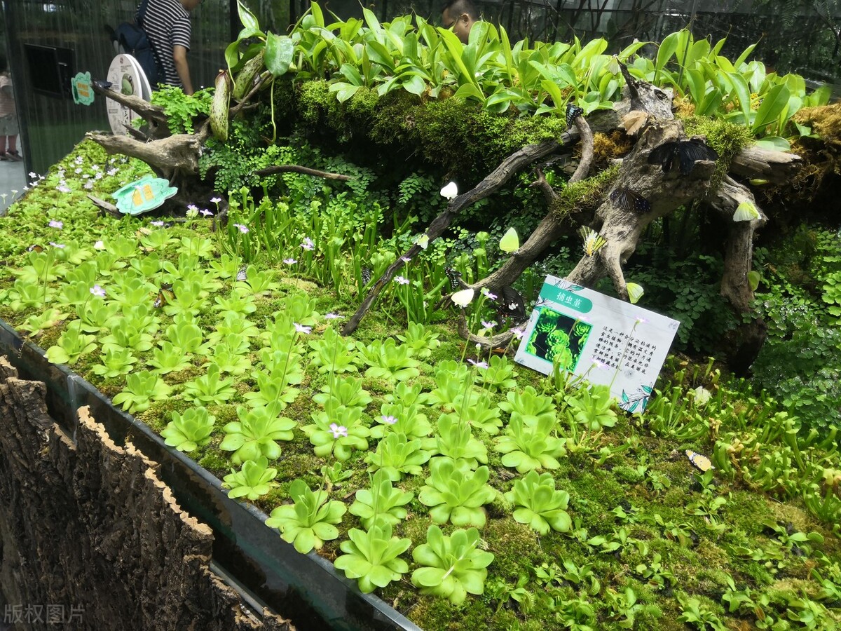 厦门旅游必去十大景点曾厝埯,厦门灌口旅游必去十大景点