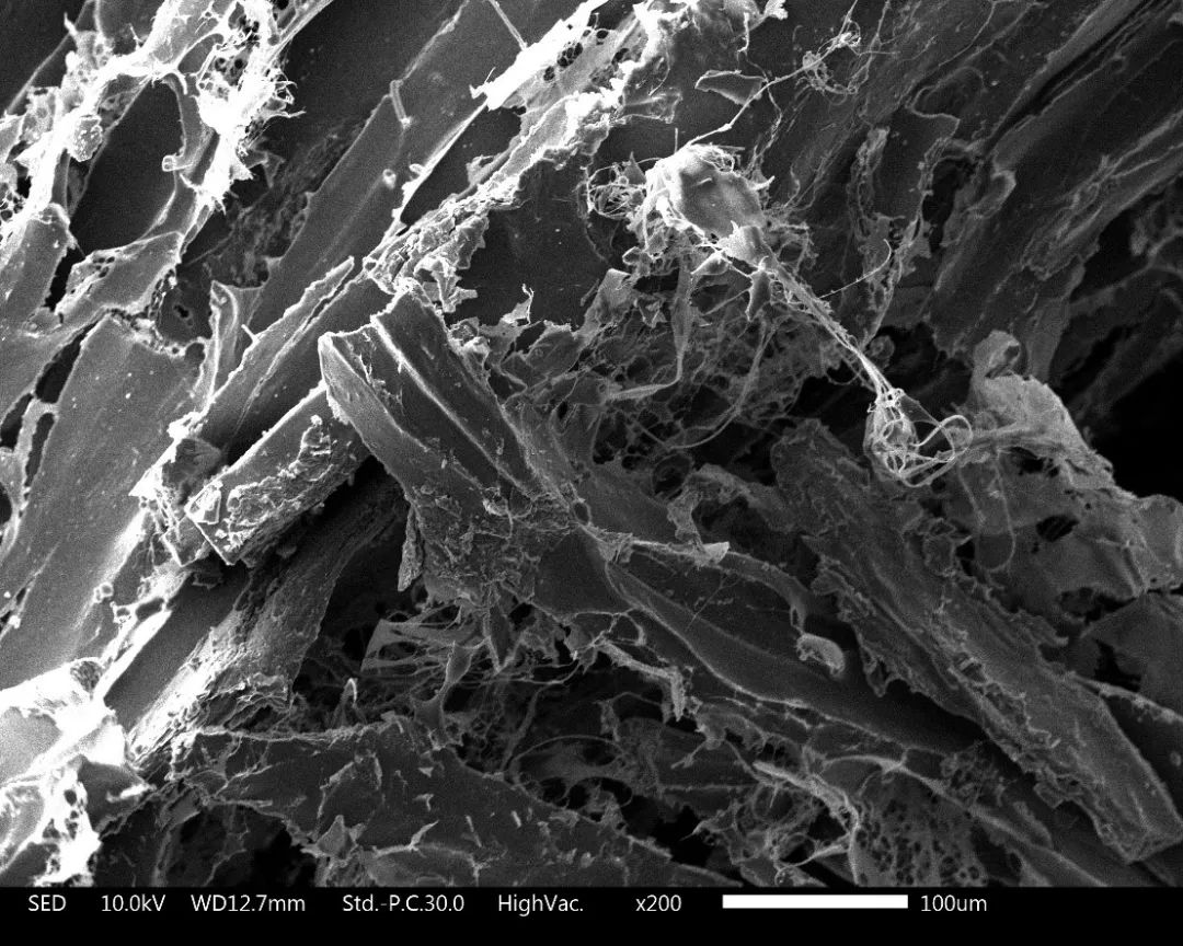养猫卖宠物用品变现,养猫注意事项和骗局