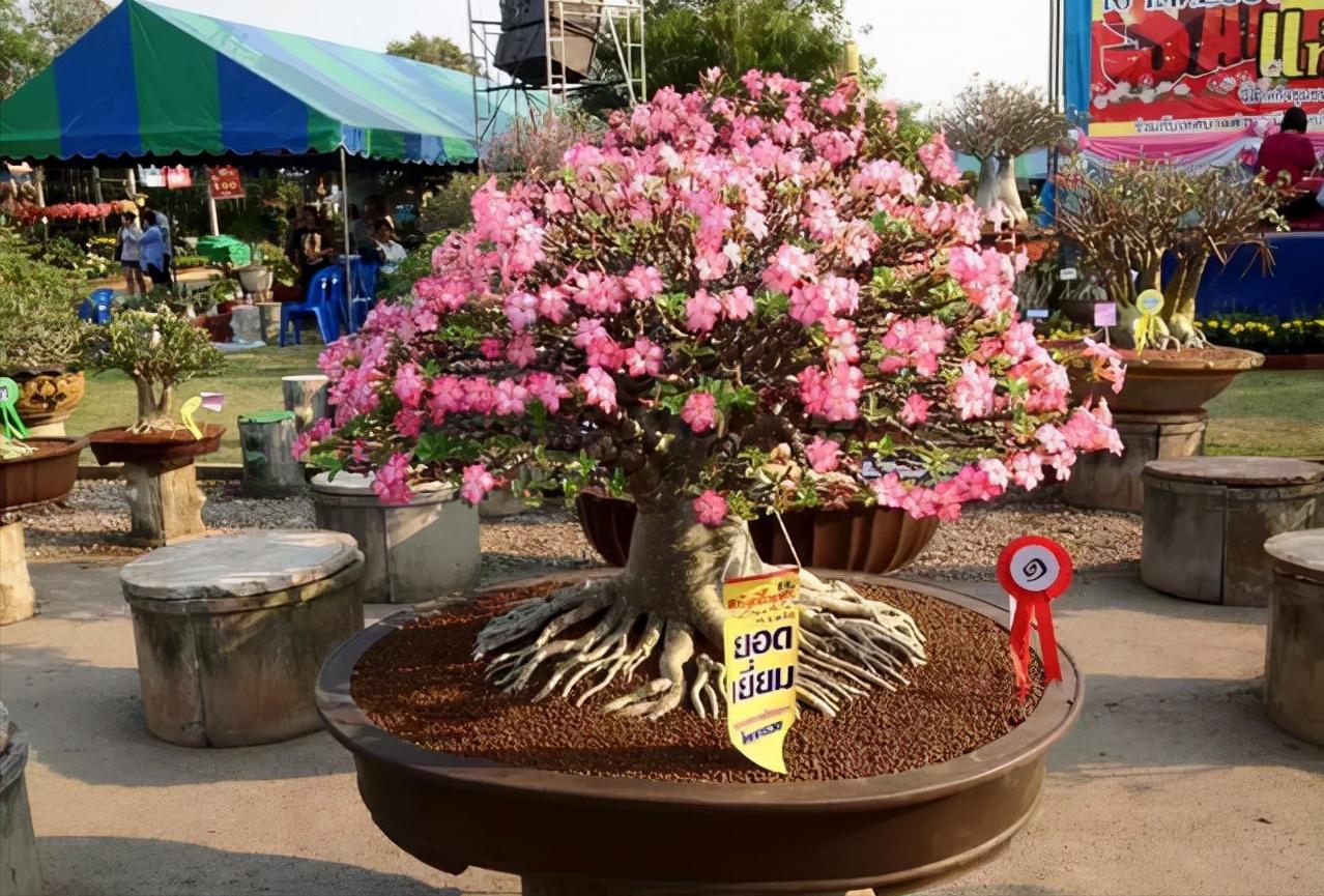 沙漠玫瑰小苗如何培育成盆景,沙漠玫瑰花养家里能行吗