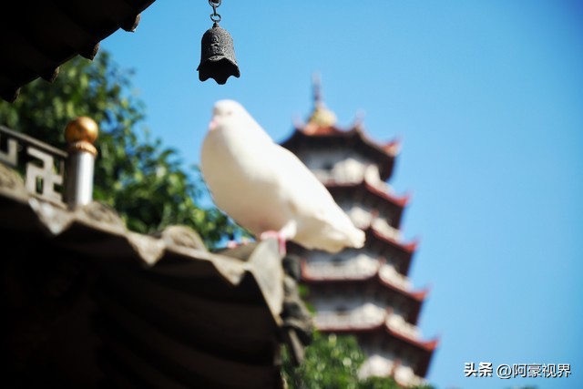 养什么动物旺财,旺财看家门指什么动物