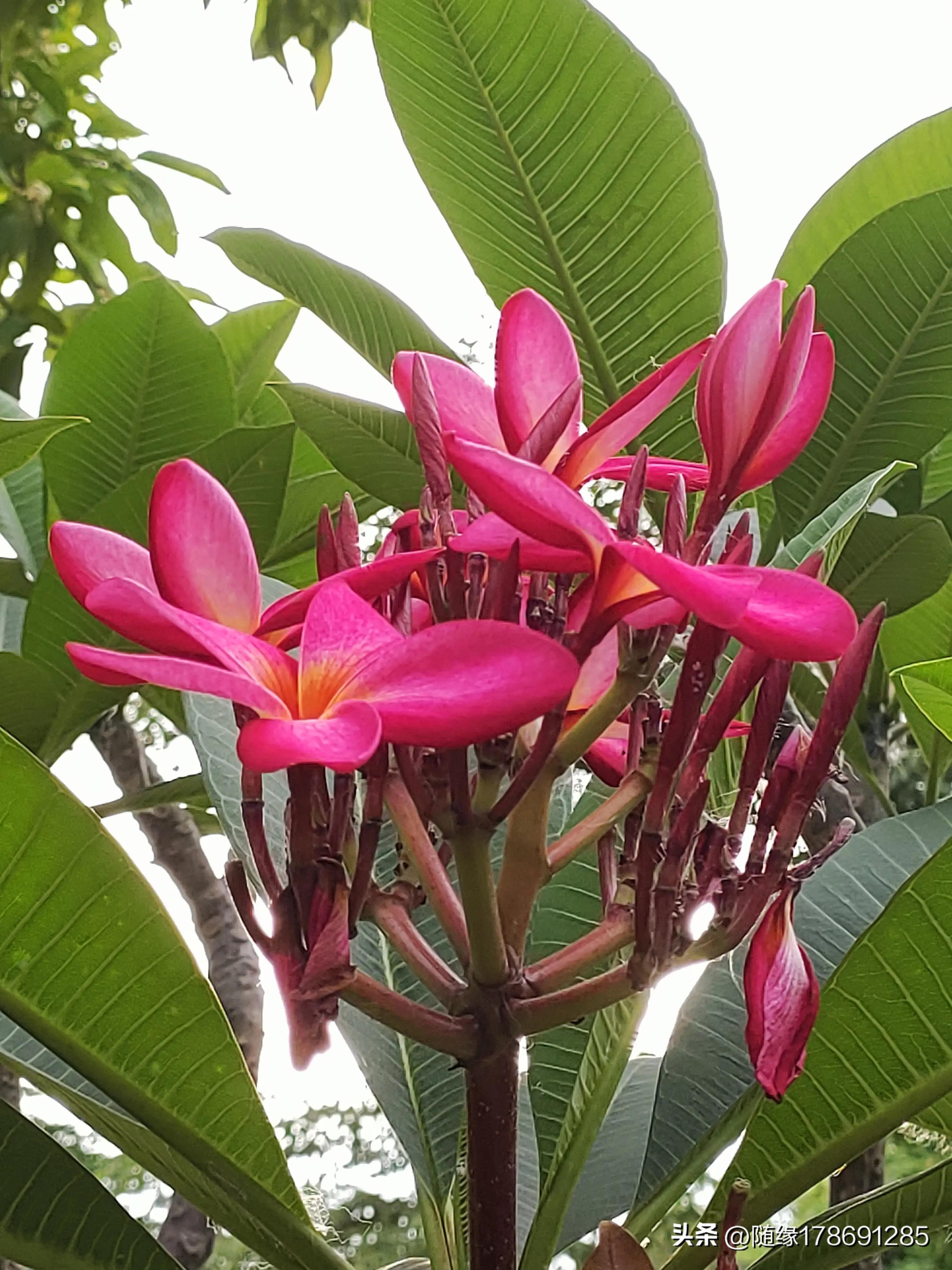 鸡蛋花开,又到了鸡蛋花开的季节