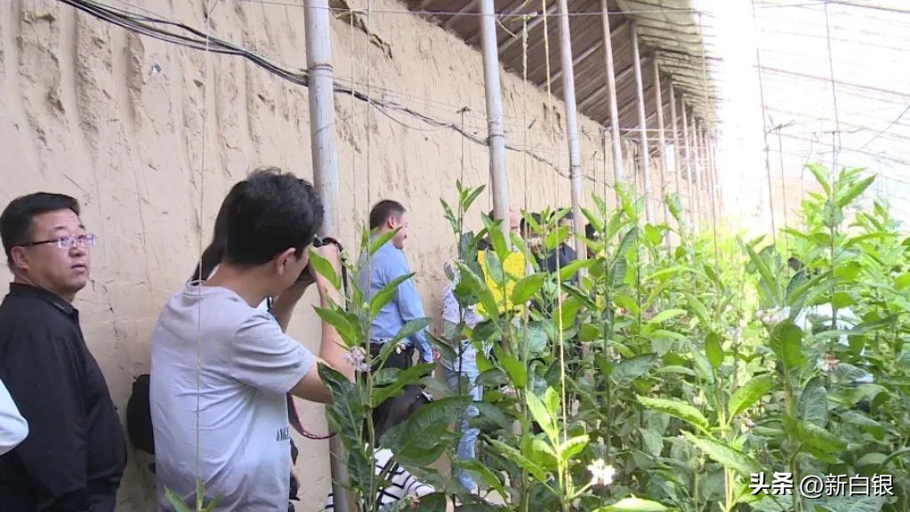 看看粤港澳大湾区记者们笔下的白银