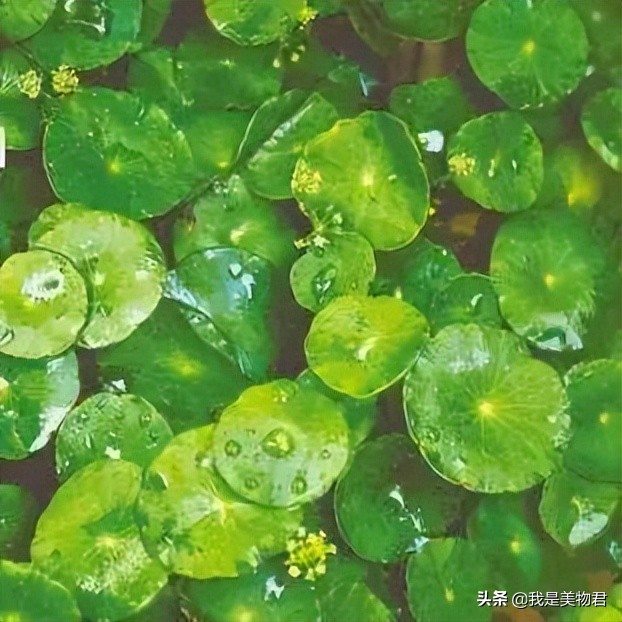 春敏的正确护肤方法是什么,春敏一定要补水吗