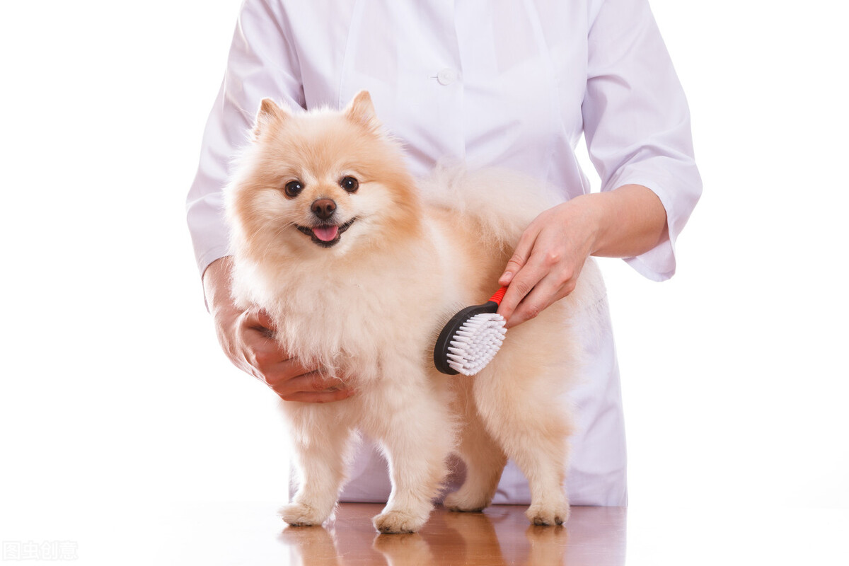 成年犬胆小怎么训练的呢,狗胆小咬人怎么训