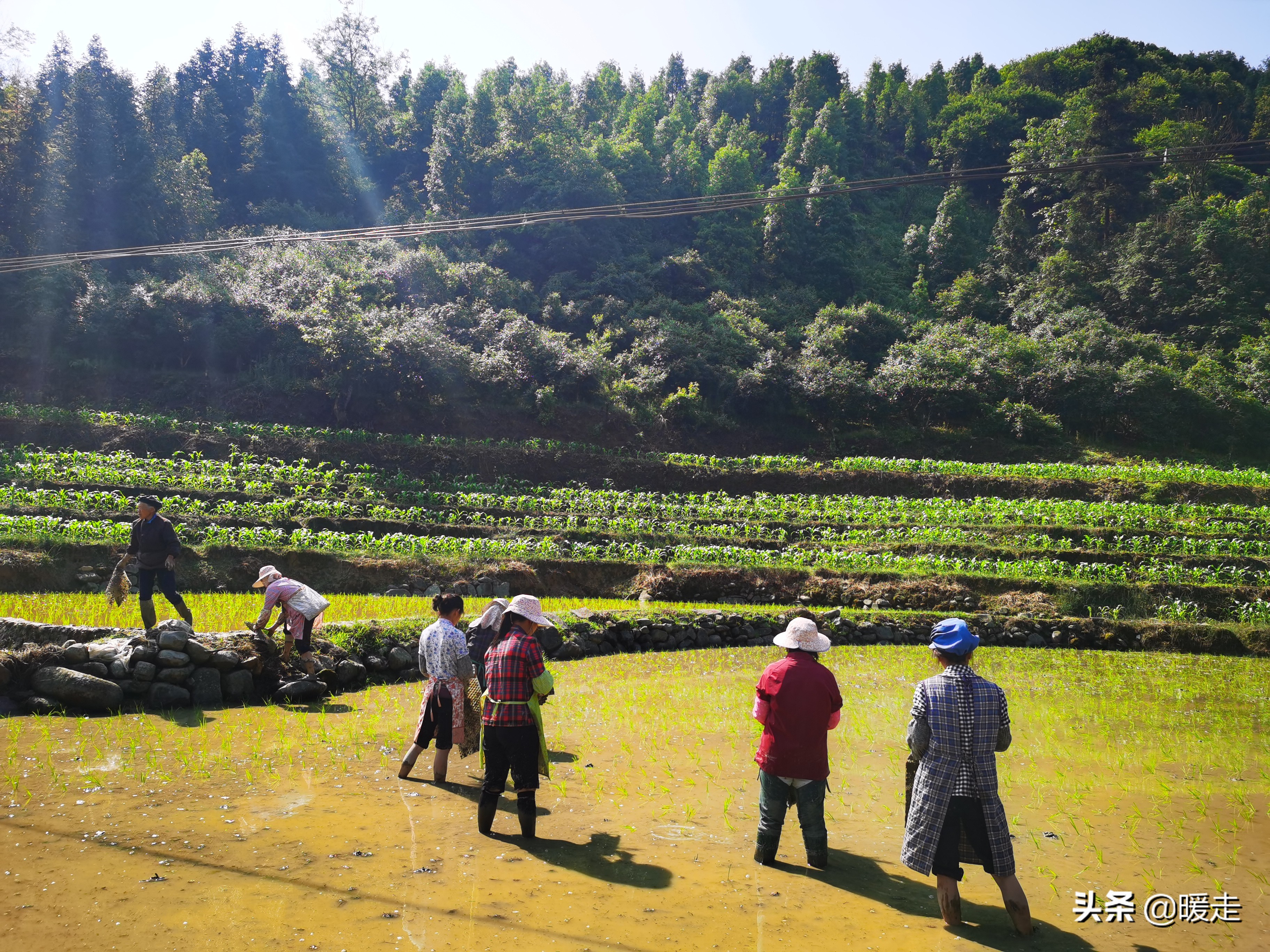 广西农民种田,乡村种田的生活视频