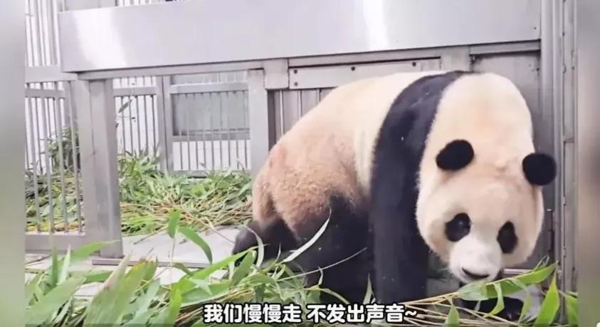 福宝是自然受孕的熊猫宝宝吗,爱宝和福宝自然受孕