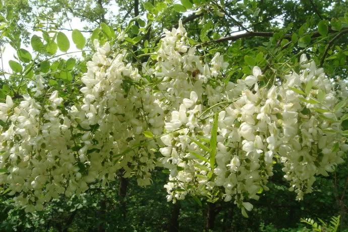 忆老家那棵洋槐树洋槐花盛开阵阵扑鼻香