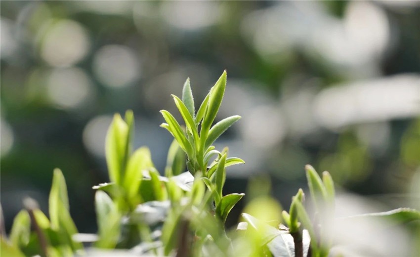 国际茶日致敬品茶爱好者们,国际茶日邀您共品一杯茶