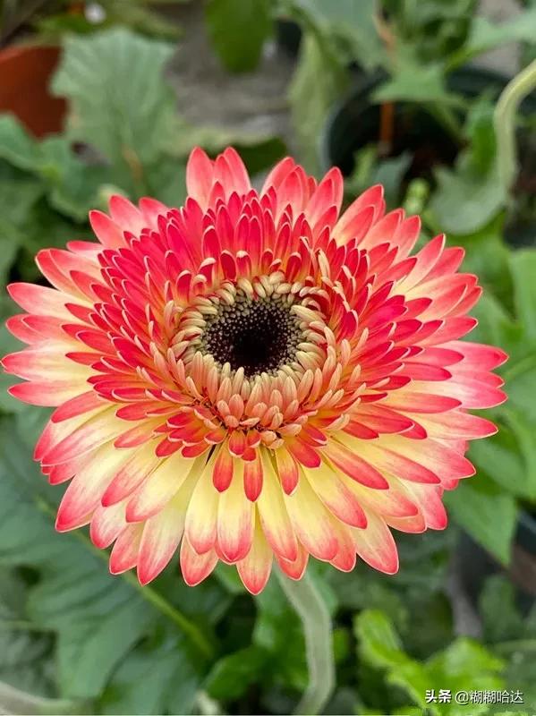 赏心悦目的花朵，风采万千，千姿百态，魅力无限，太美了