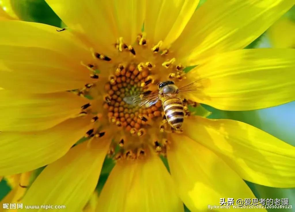 勤劳的蜜蜂写一首现代诗,蜜蜂现代诗自创