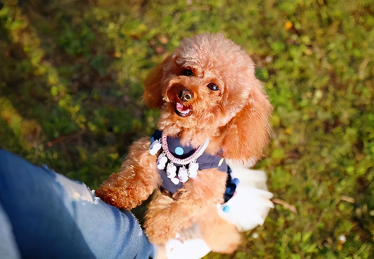 泰迪频繁“舔人”，是想告诉你这6件事，别再忽略了