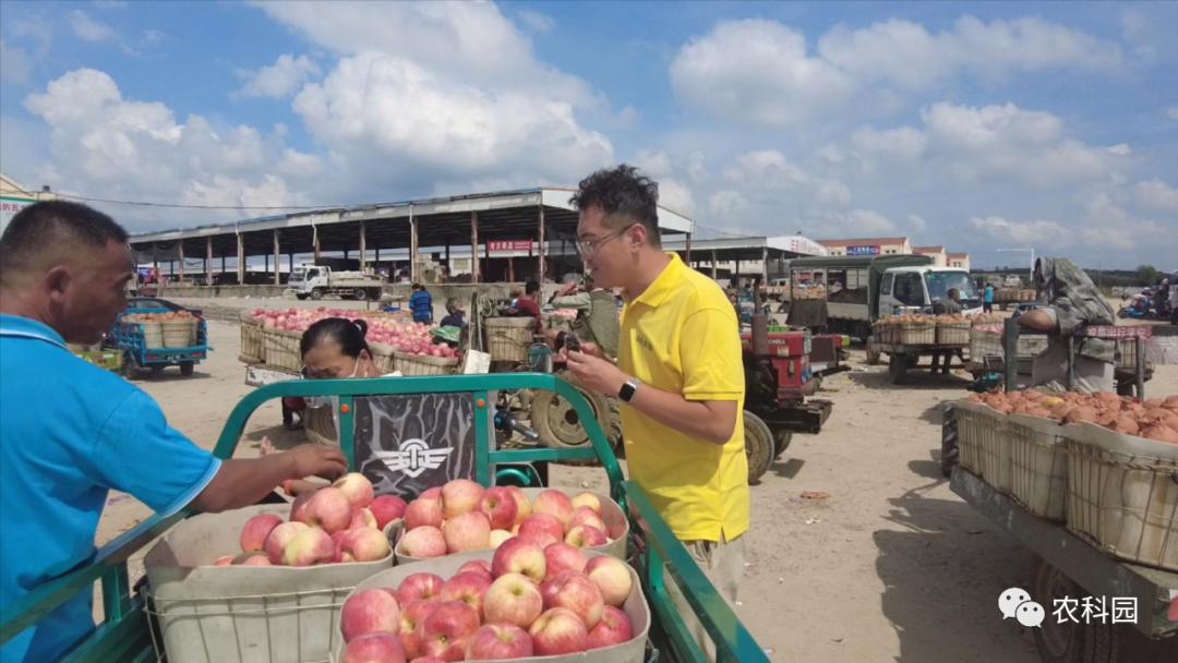 红将军苹果价格,红元帅苹果今日价格