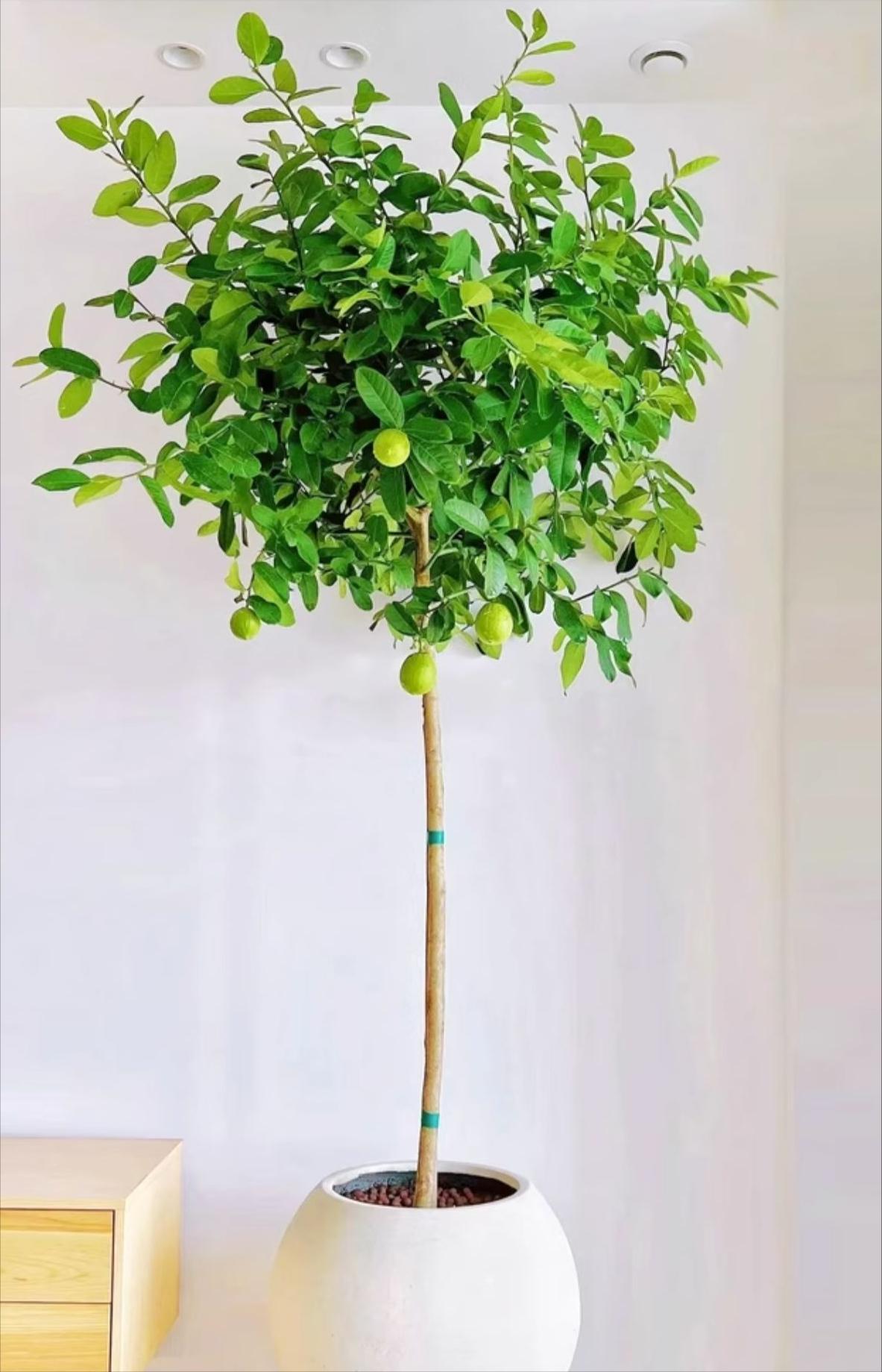 养不死的绿植,懒人养不死耐寒耐旱的绿植